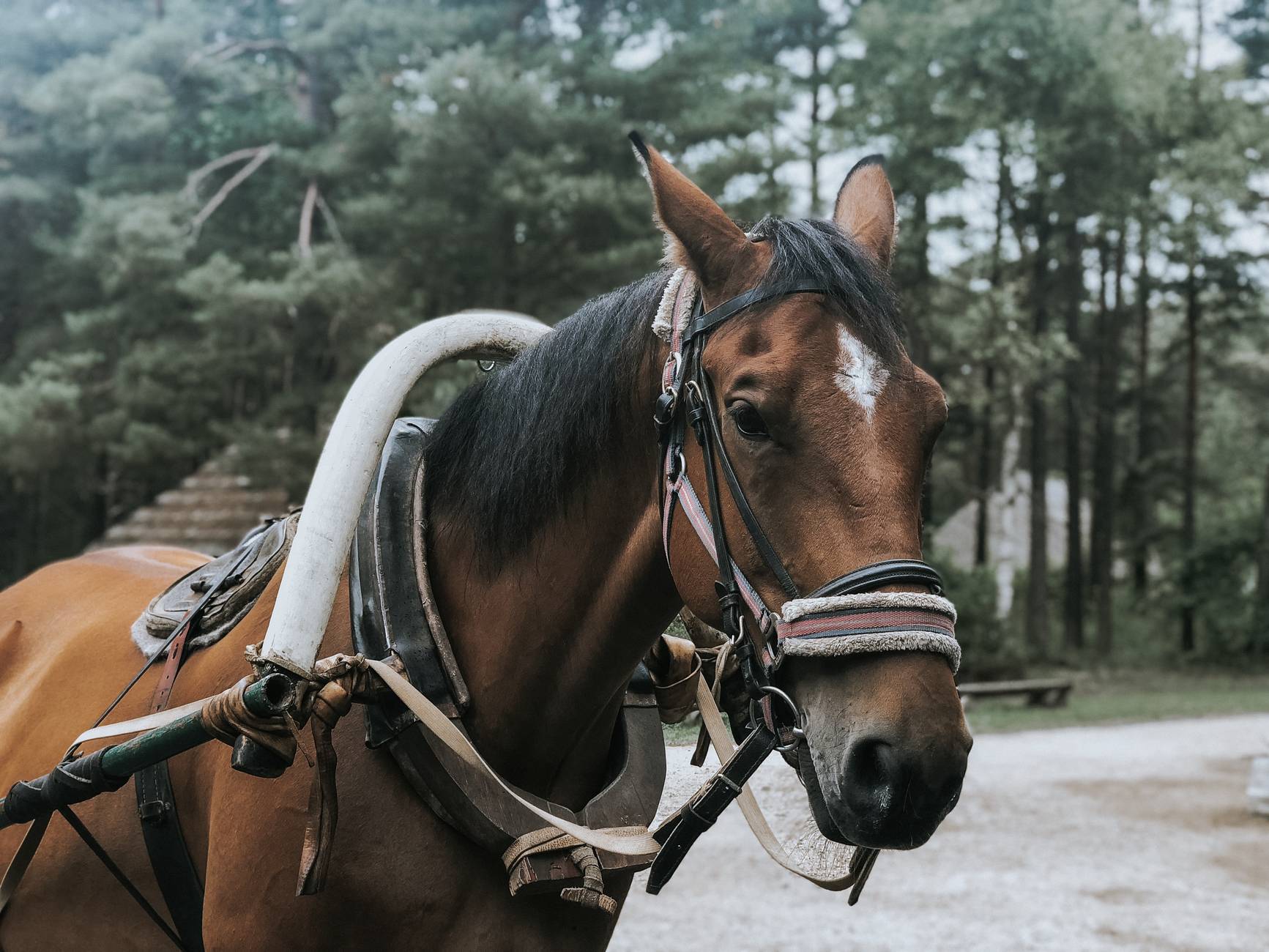 Horse at the Open Air Museum