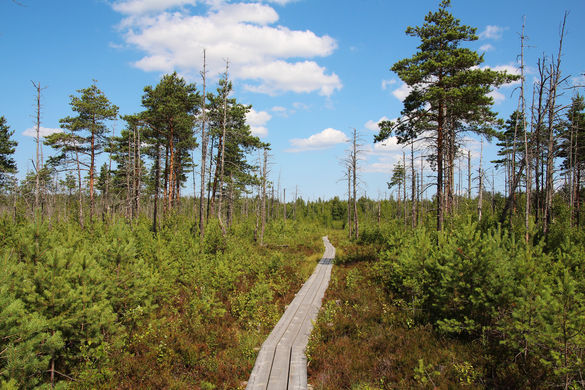 Pääsküla Bog in Tallinn, Estonia